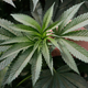 Illustration for article titled Facebook Is Shutting Down Medical Marijuana Dispensary Pages For Some Mysterious Reason